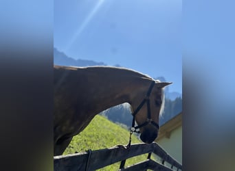 Haflinger, Merrie, 4 Jaar, 145 cm, Donkere-vos
