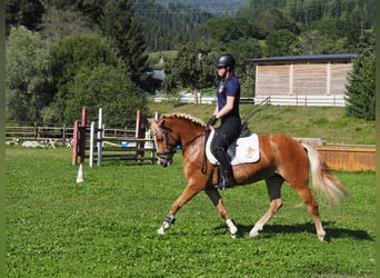 Haflinger, Merrie, 4 Jaar, 145 cm, Vos