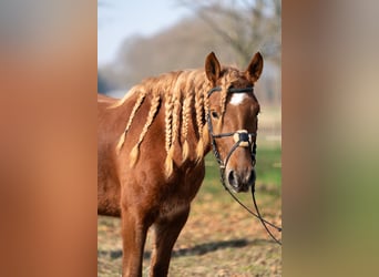 Haflinger Mix, Merrie, 4 Jaar, 145 cm, Vos