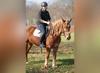 Haflinger Mix, Merrie, 4 Jaar, 145 cm, Vos