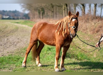 Haflinger Mix, Merrie, 4 Jaar, 145 cm, Vos