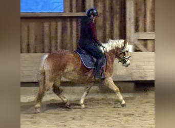 Haflinger, Merrie, 4 Jaar, 146 cm