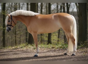 Haflinger, Merrie, 4 Jaar, 146 cm, Vos