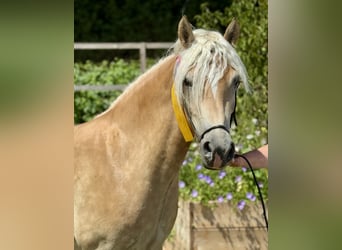 Haflinger, Merrie, 4 Jaar, 147 cm, Palomino