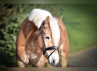 Haflinger, Merrie, 4 Jaar, 147 cm, Vos