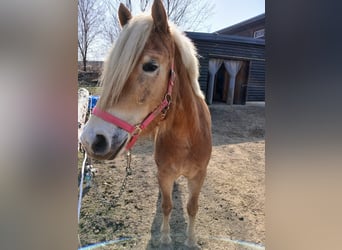 Haflinger, Merrie, 4 Jaar, 148 cm, Roodvos