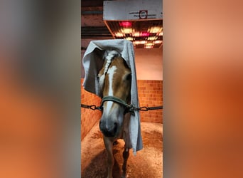 Haflinger, Merrie, 4 Jaar, 148 cm, Vos