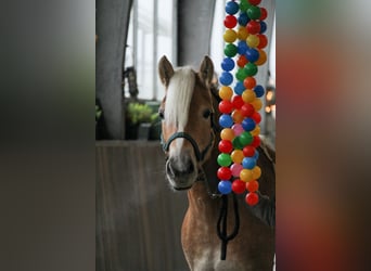 Haflinger, Merrie, 4 Jaar, 148 cm, Vos