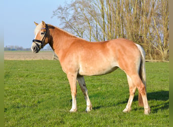 Haflinger, Merrie, 4 Jaar, 148 cm, Vos