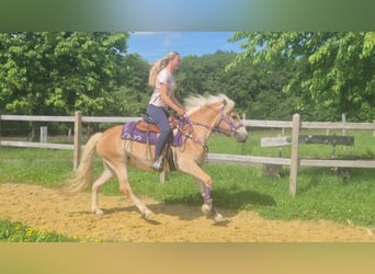 Haflinger, Merrie, 4 Jaar, 148 cm, Vos