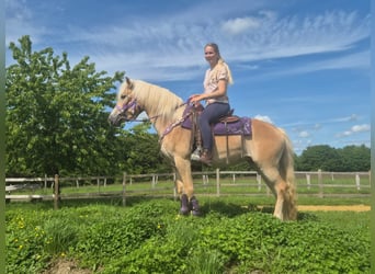 Haflinger, Merrie, 4 Jaar, 148 cm, Vos