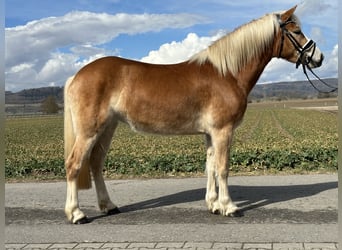 Haflinger, Merrie, 4 Jaar, 149 cm, Vos