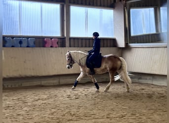 Haflinger, Merrie, 4 Jaar, 150 cm