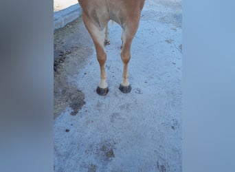 Haflinger, Merrie, 4 Jaar, 150 cm