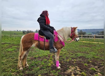 Haflinger, Merrie, 4 Jaar, 150 cm, Vos