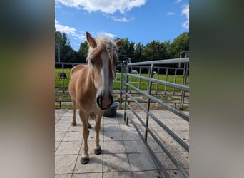 Haflinger, Merrie, 4 Jaar, 150 cm, Vos