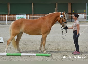 Haflinger, Merrie, 4 Jaar, 151 cm
