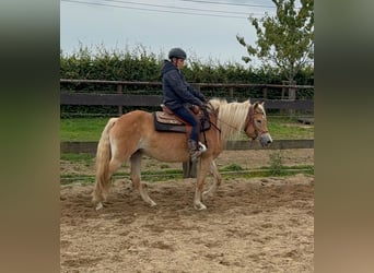 Haflinger, Merrie, 4 Jaar, 151 cm, Vos