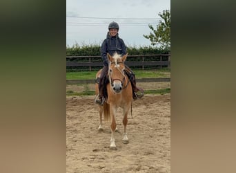 Haflinger, Merrie, 4 Jaar, 151 cm, Vos
