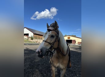 Haflinger, Merrie, 4 Jaar, 151 cm, Vos