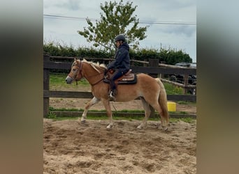 Haflinger, Merrie, 4 Jaar, 151 cm, Vos