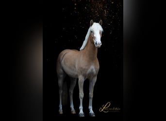 Haflinger, Merrie, 4 Jaar, 155 cm, Vos