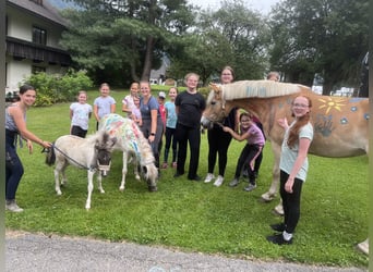 Haflinger, Merrie, 4 Jaar, 155 cm, Vos