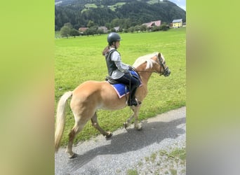 Haflinger, Merrie, 4 Jaar, 155 cm, Vos
