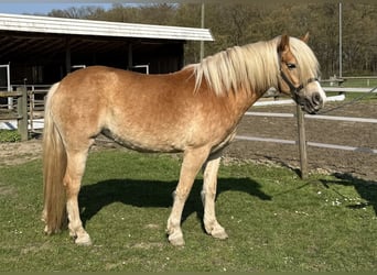 Haflinger, Merrie, 4 Jaar, 156 cm, Vos