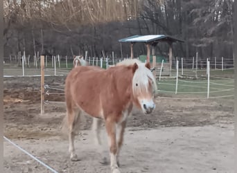 Haflinger, Merrie, 4 Jaar, Vos