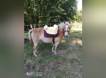 Haflinger, Merrie, 5 Jaar, 139 cm, Vos
