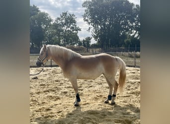 Haflinger, Merrie, 5 Jaar, 143 cm, Palomino