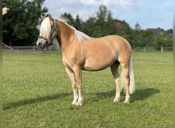 Haflinger, Merrie, 5 Jaar, 145 cm, Vos