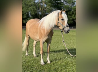 Haflinger, Merrie, 5 Jaar, 145 cm, Vos