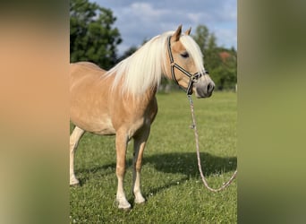 Haflinger, Merrie, 5 Jaar, 145 cm, Vos