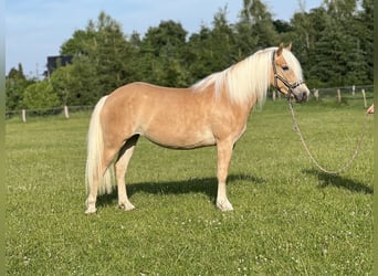 Haflinger, Merrie, 5 Jaar, 145 cm, Vos