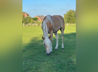 Haflinger, Merrie, 5 Jaar, 146 cm, Vos