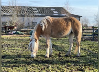 Haflinger, Merrie, 5 Jaar, 146 cm, Vos