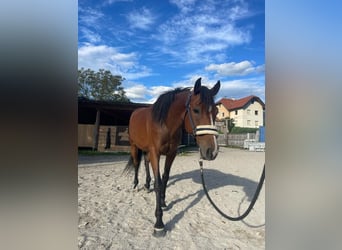 Haflinger Mix, Merrie, 5 Jaar, 147 cm, Brauner