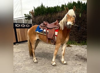 Haflinger, Merrie, 5 Jaar, 147 cm, Vos