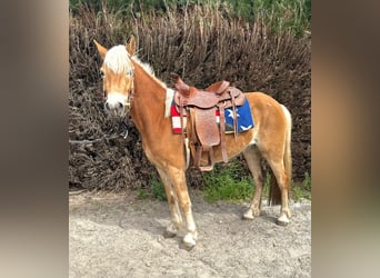 Haflinger, Merrie, 5 Jaar, 147 cm, Vos