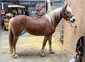 Haflinger, Merrie, 5 Jaar, 148 cm