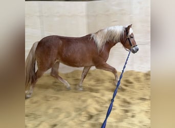 Haflinger, Merrie, 5 Jaar, 148 cm