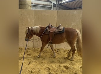 Haflinger, Merrie, 5 Jaar, 148 cm