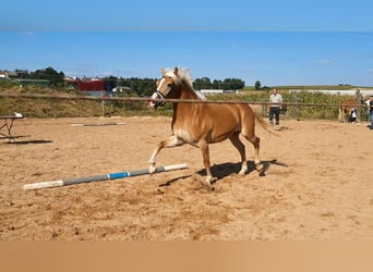Haflinger, Merrie, 5 Jaar, 148 cm, Vos