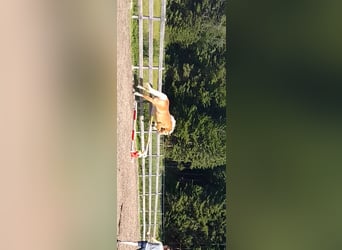 Haflinger, Merrie, 5 Jaar, 149 cm, Vos