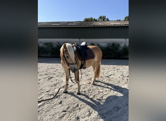 Haflinger, Merrie, 5 Jaar, 150 cm