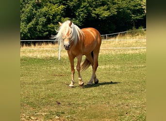 Haflinger, Merrie, 5 Jaar, 150 cm, Vos