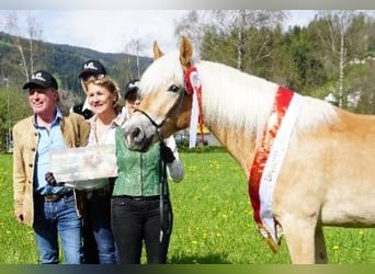 Haflinger, Merrie, 5 Jaar, 152 cm, Vos