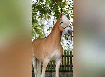 Haflinger, Merrie, 5 Jaar, 153 cm, Vos